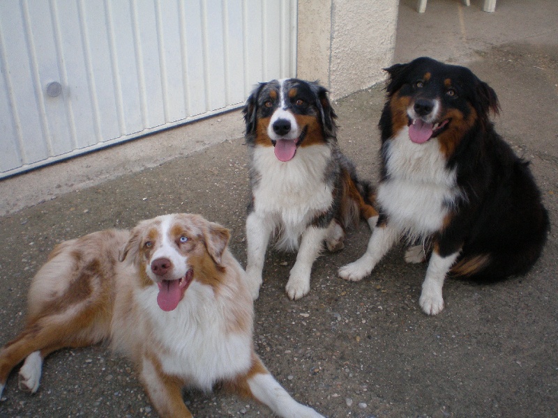 chiots
